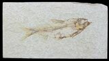 Bargain, Fossil Fish (Knightia) - Wyoming #88580-1